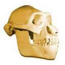 aaustralopithecus_skull.jpg