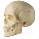 human-skull.jpg