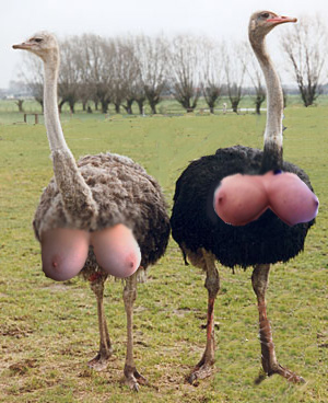 ostrich-10000.jpg